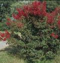 Cheyenne Crape Myrtle / Lagerstroemia 